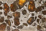 Polished Gyarub Zangbo Pallasite Meteorite ( g) Slice #301047-1